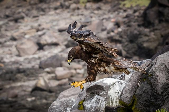 011 Espanola, galapagosbuizerd.jpg